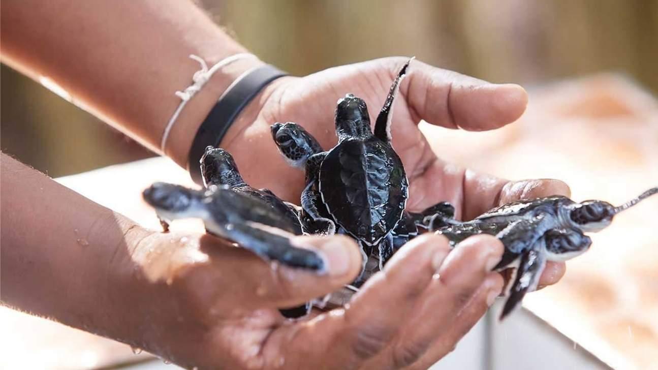 Visit the Kosgoda Turtle Hatchery