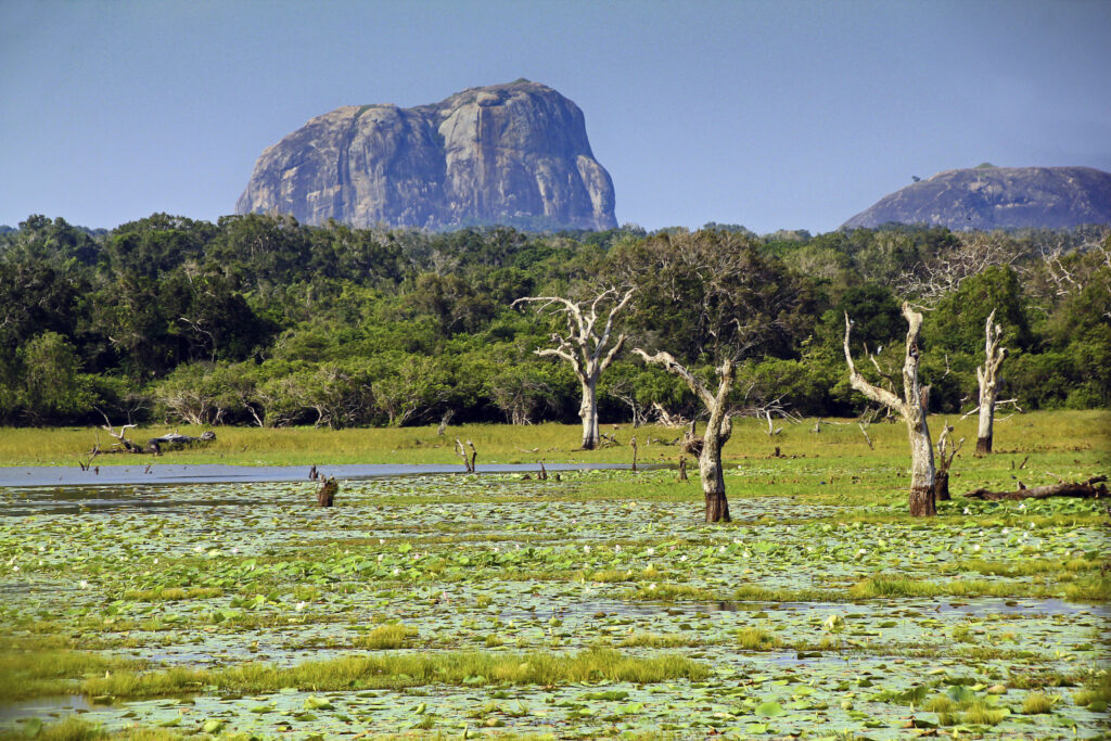 yala national park in sri lanka
