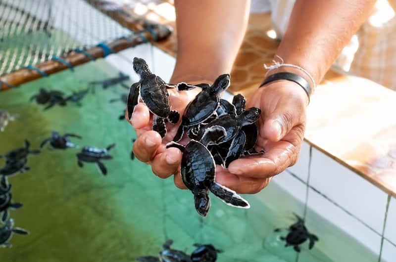 Top things to do in bentota sri lanka