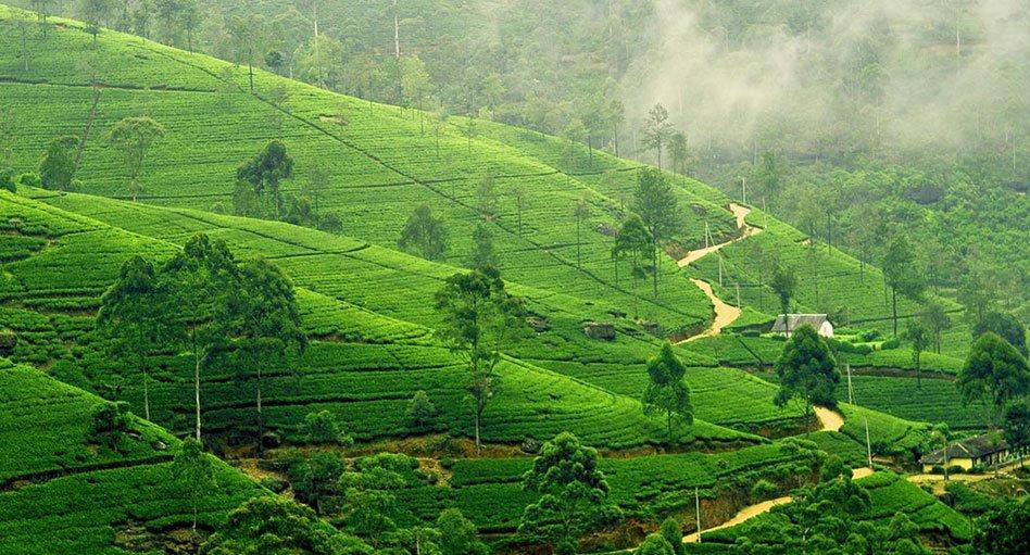 ceylon tea plantation in kandy in sri lanka