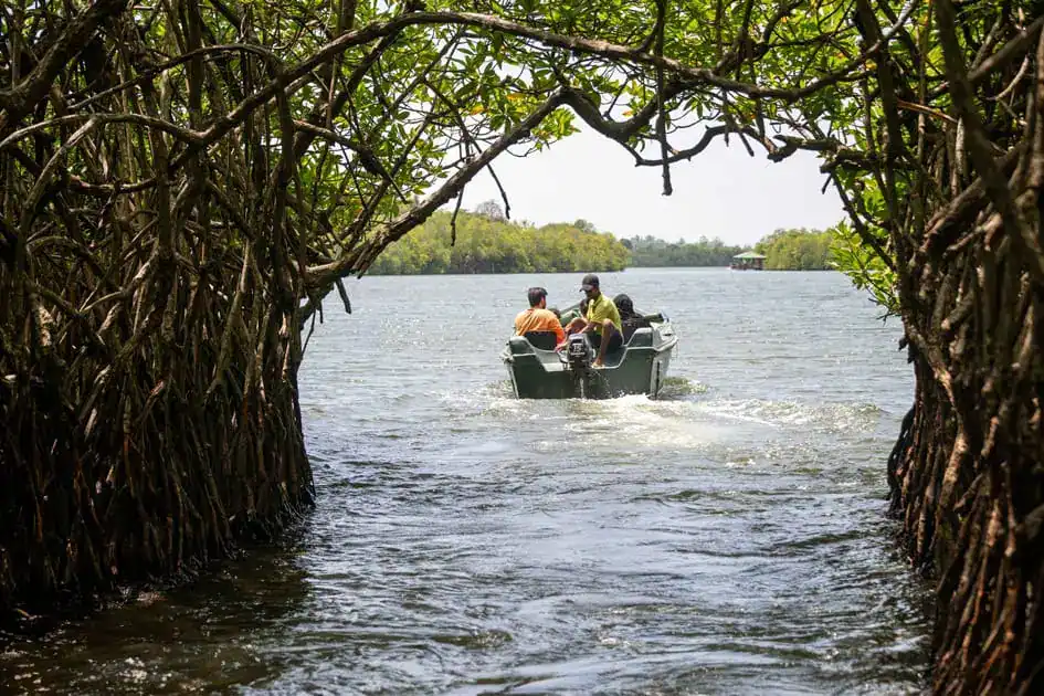 madu river boat safari