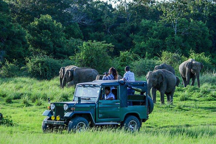 minneriya national park sri lanka