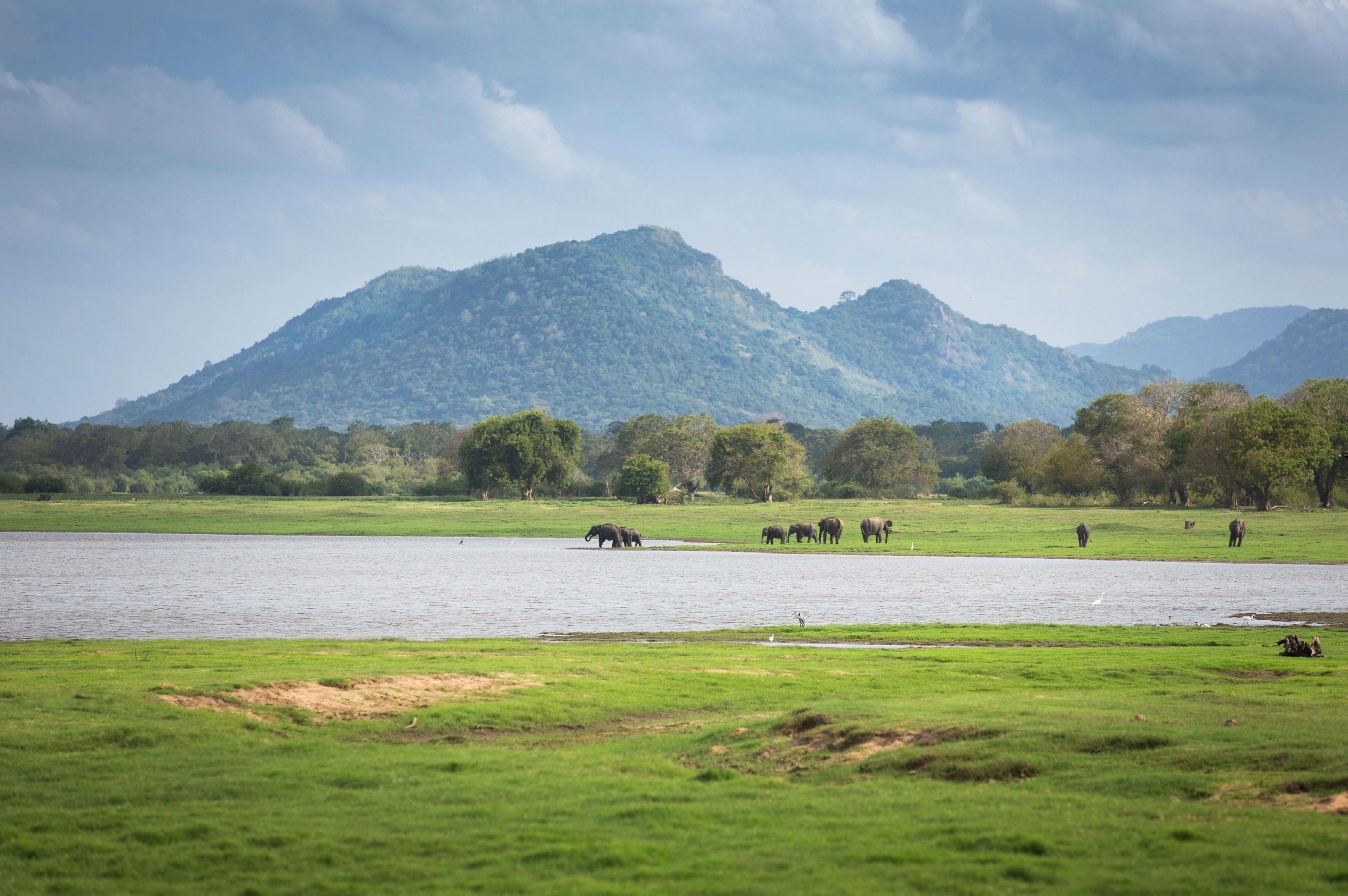minneriya national park sri lanka