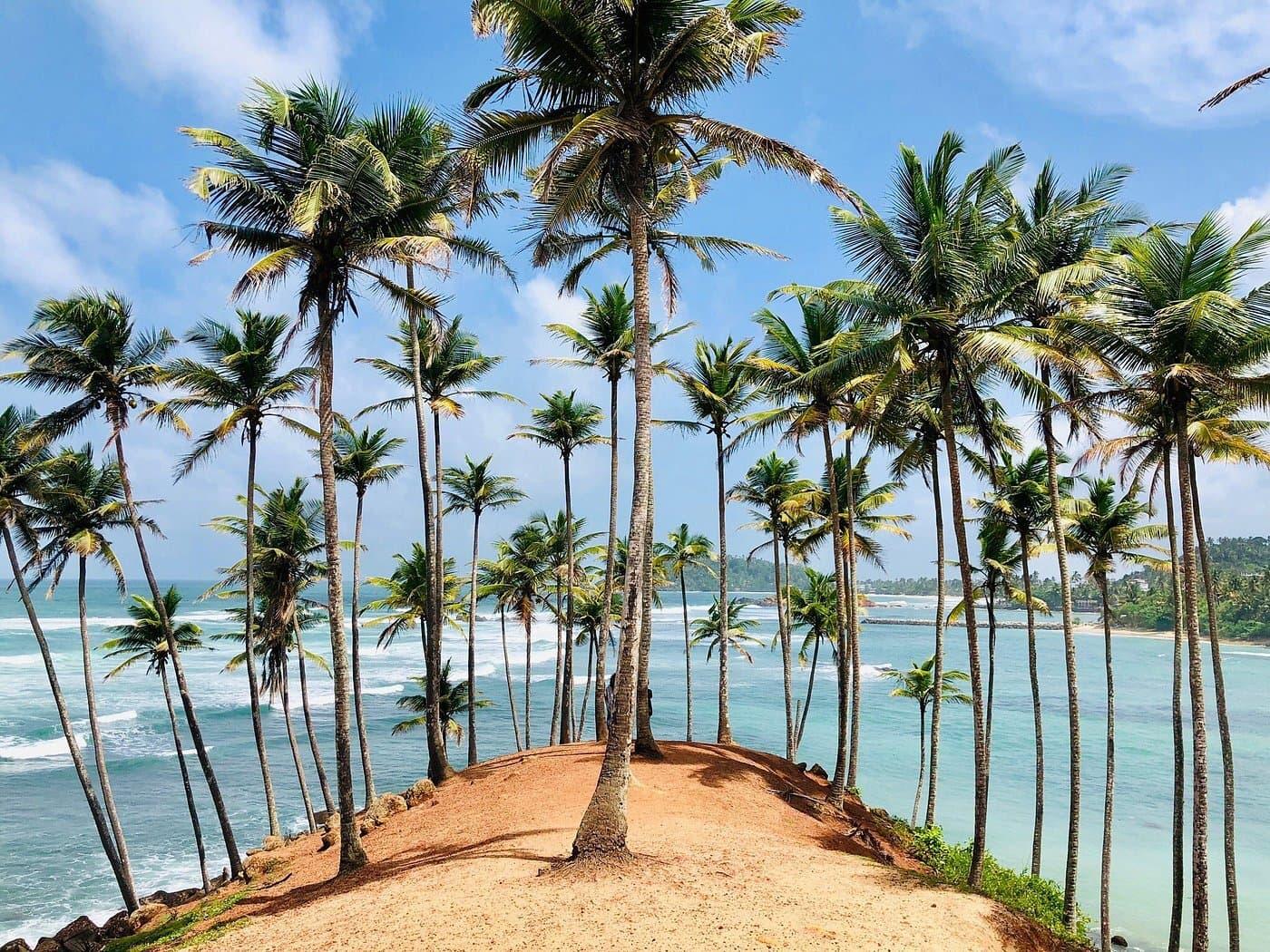 Top things to do in mirissa sri lanka