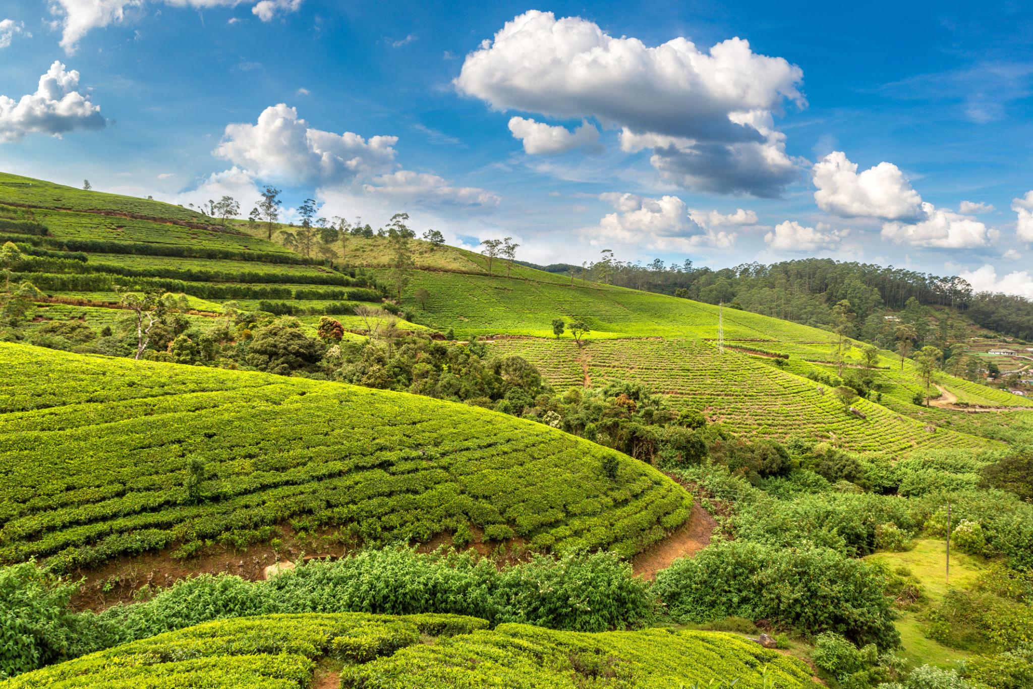 Top things to do in nuwara eliya sri lanka