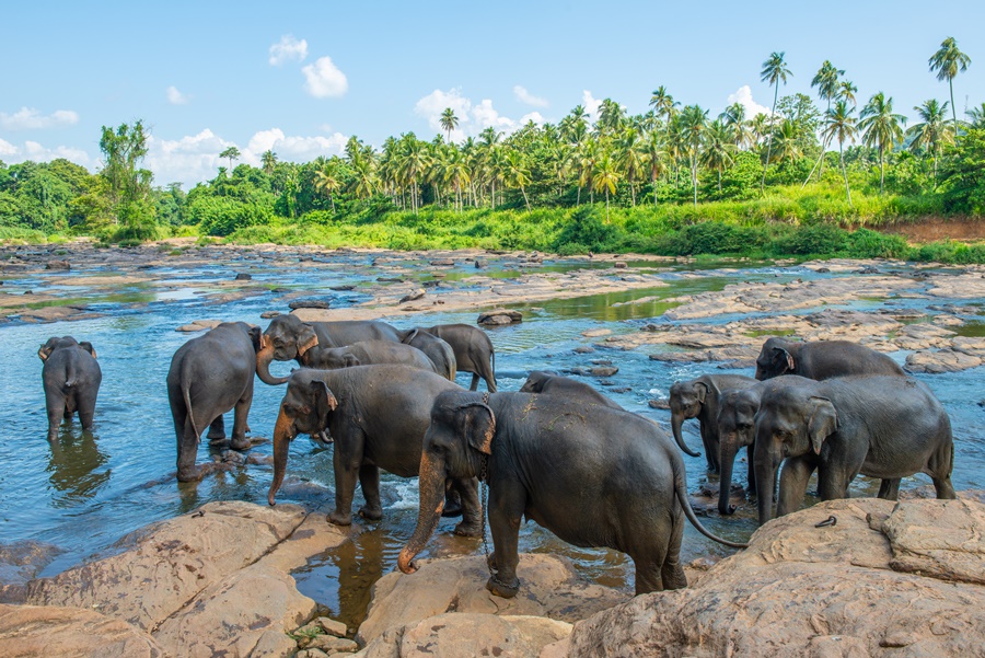 Top things to do in pinnawala sri lanka