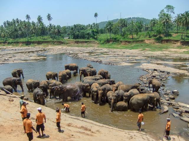 Top things to do in pinnawala sri lanka