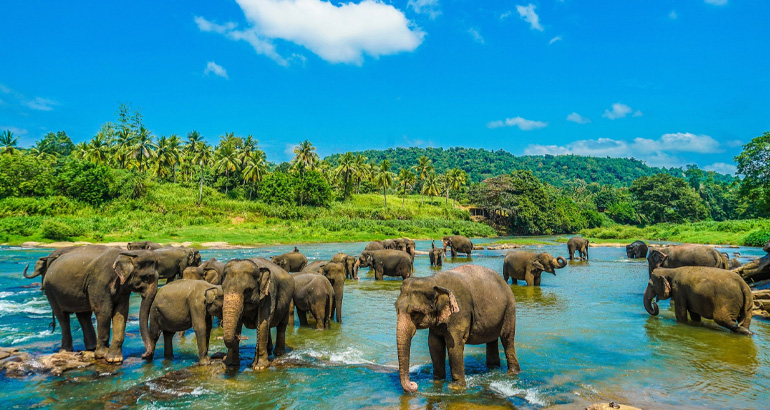 pinnawala elephant watching in sri lanka