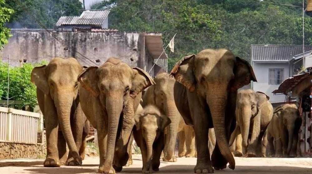 Top things to do in pinnawala sri lanka