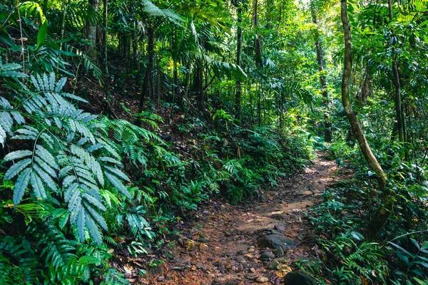sinharaja rain forest sri lanka