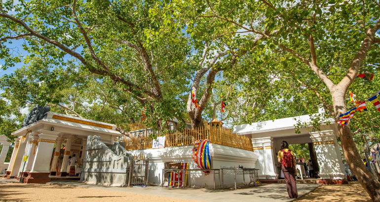 sri maha bodi in sri lanka