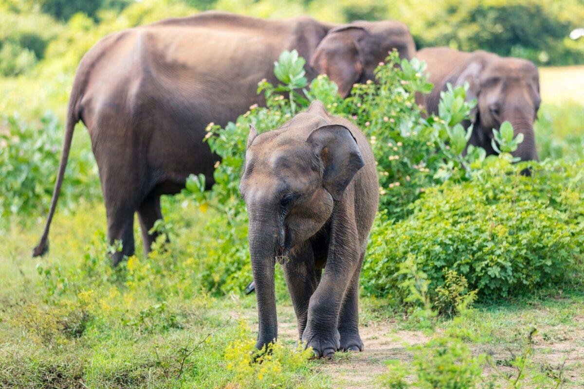 Knuckles Mountain Range sri lanka