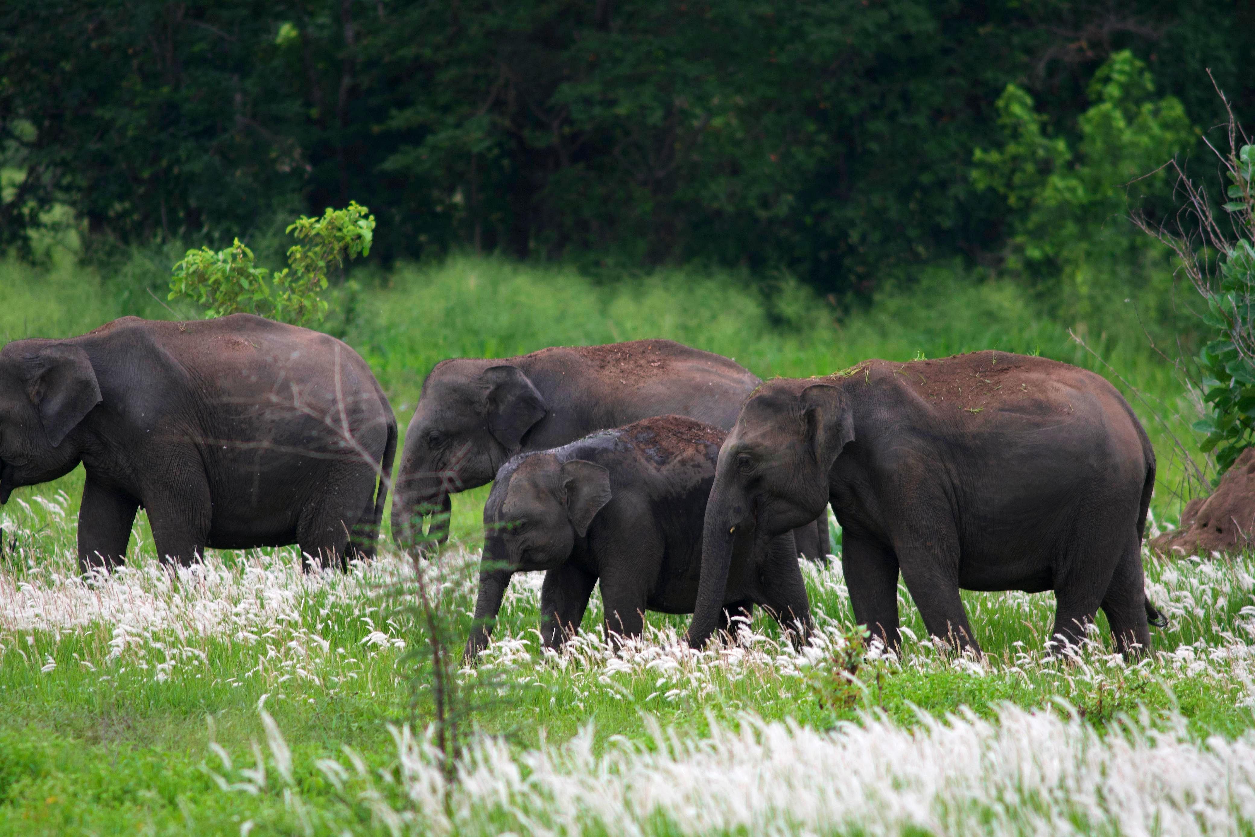 wasgamuwa national park sri lanka