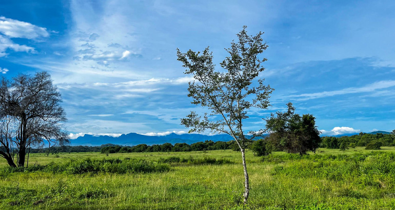 wasgamuwa national park in sri lanka
