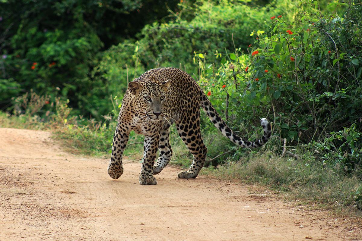yala national park sri lanka