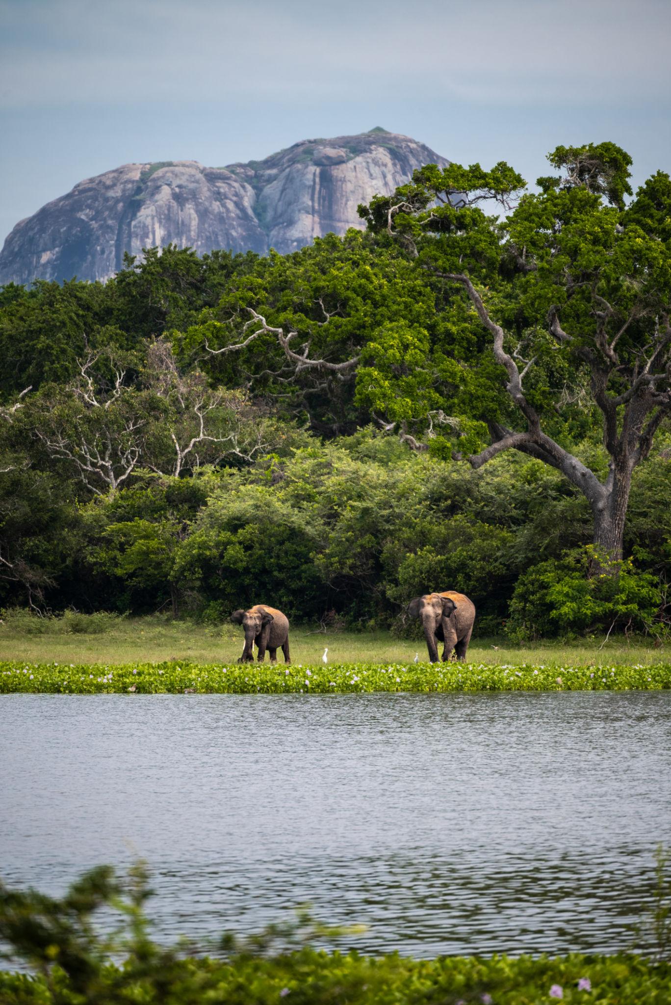 yala national park sri lanka
