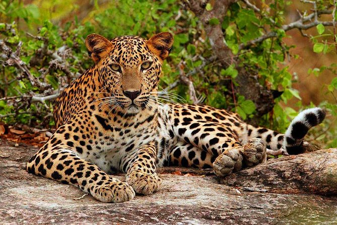 yala national park in sri lanka