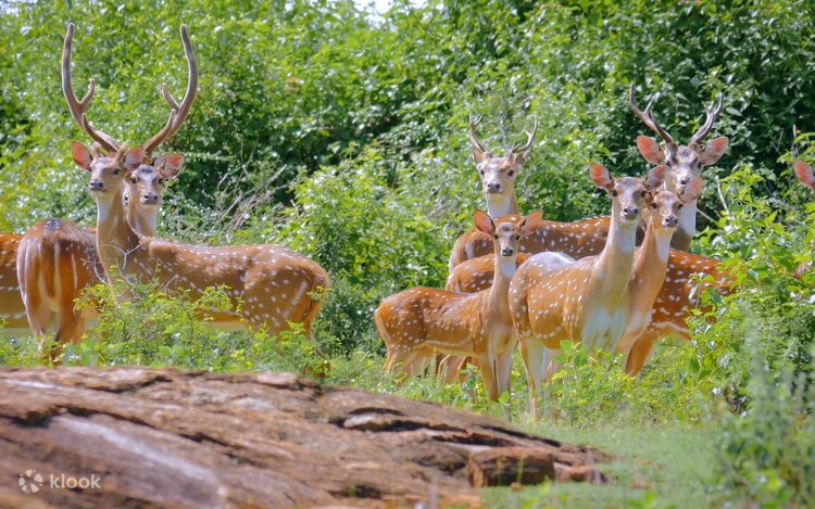 yala national park in sri lanka