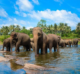 pinnawala sri lanka