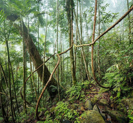 Sinharaja Forest Reserve sri lanka