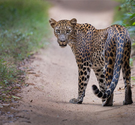 wilpattu national park sri lanka