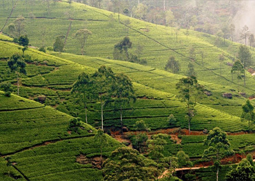 nuwara eliya sri lanka