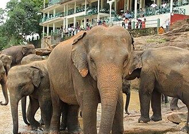 pinnawala sri lanka