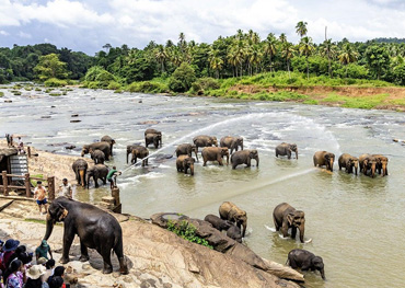 pinnawala sri lanka