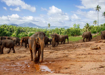 pinnawala sri lanka