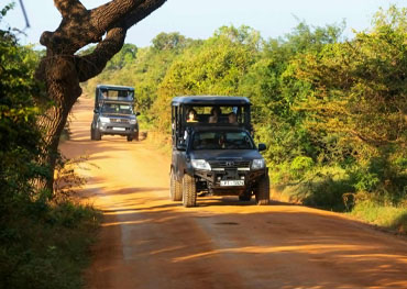 yala safari