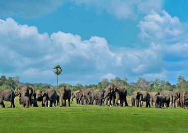 minneriya elephnat watching safari