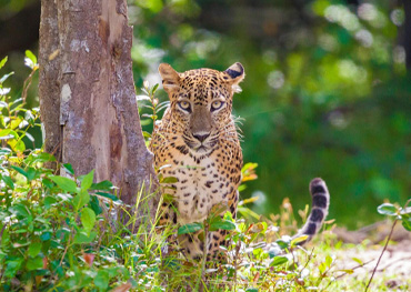 wilpattu safari srilanka