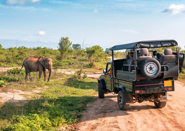 yala safari in srilanka