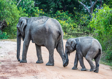 yala safari in srilanka