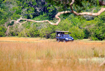 sri lanka wild safari
